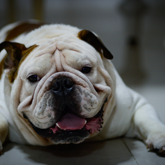 ¿Qué debes hacer para que tu mascota mantenga su peso ideal?